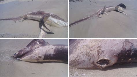 Swordfish Stabbed Massive Shark In Deadly Interaction Found On Beach