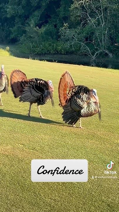 Turkeys Rule The Disney Golf Course Disney Turkey Golf Shorts