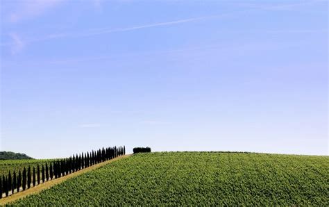 Vineyard, Tuscany | Tuscany, Vineyard, Outdoor