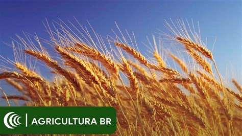 EUA Querem Cota Vender 750 Mil Toneladas De Trigo Para O Brasil Sem