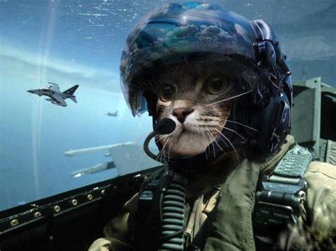 Fighter Pilot All Things Animals Mostly Cats Pinterest