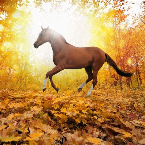 Autumn Horse Wallpapers - Top Free Autumn Horse Backgrounds ...