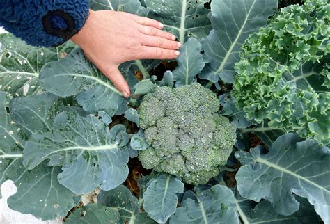 Saras Favorites Baby Matsuri Broccoli Saras Kitchen Garden