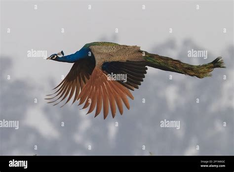 Indian Indian Peafowl Pavo Cristatus Adult Male In Flight Keoladeo