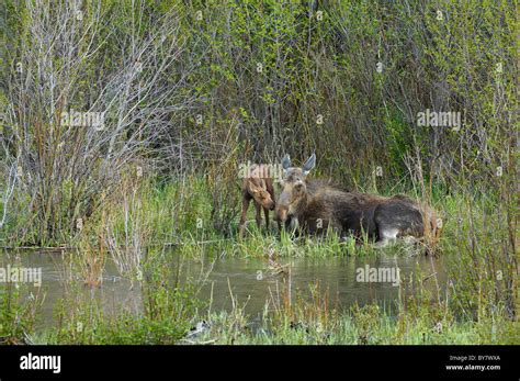 Mother Moose resting with her newborn calf Stock Photo - Alamy