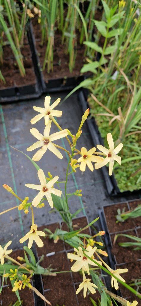 Ixia Paniculata Eos Proctors Nursery