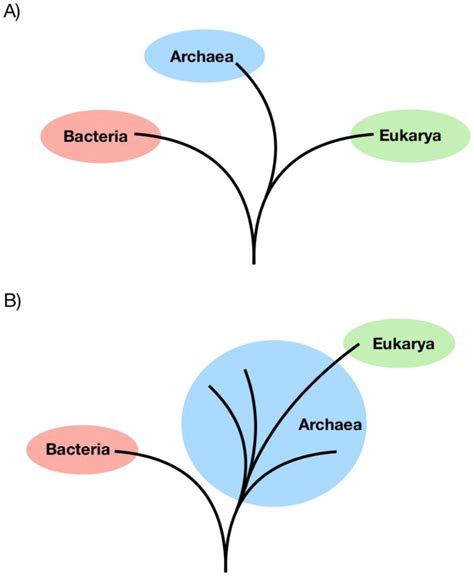 Asgard Archaea Diversity Function And Evolutionary Implications In A