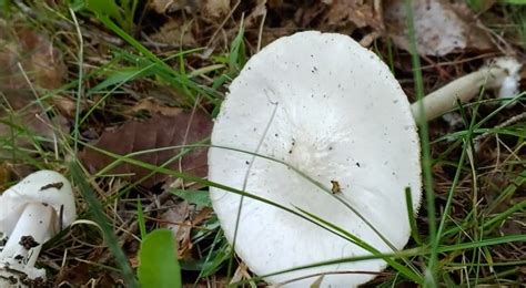 3 Common Lawn Mushrooms That Are Poisonous (and 6 That Are Not ...