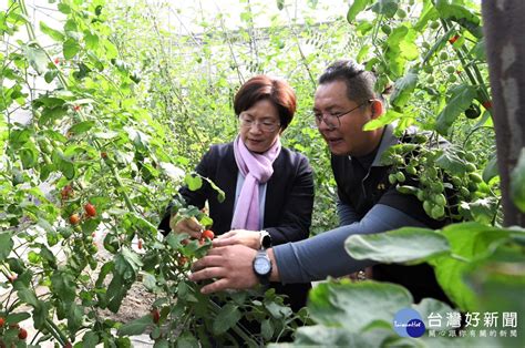 王惠美力挺農友 全國冠軍小果番茄在彰化開園 蕃新聞