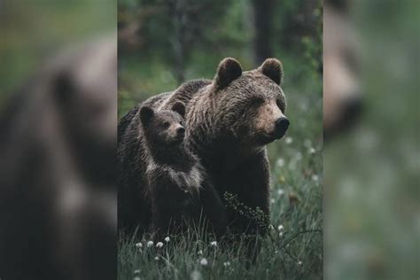 You've Never Seen Brown Bears Like This Before: Incredible Footage of ...