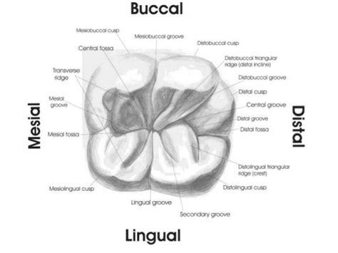 10 Maxillary First Second Third Molars