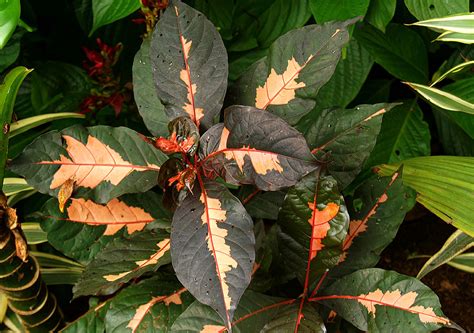 Graptophyllum Pictum Acanthaceae Image At Phytoimages Siu Edu