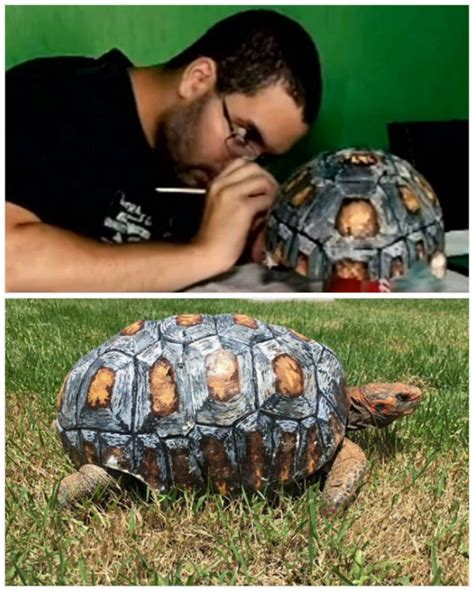 Tortoise Who Was Burned In Fire Gets Custom D Printed Shell Small Joys