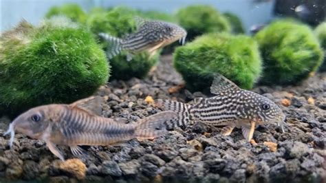 Corydoras Catfish Peaceful Bottom Dweller For The Community Aquarium