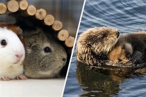 18 Facts About Animals That Are Just Too Cute Not To Share