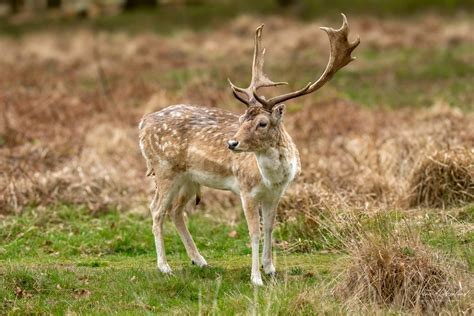 European Fallow Deer (Dama dama) | Wildlife Vagabond