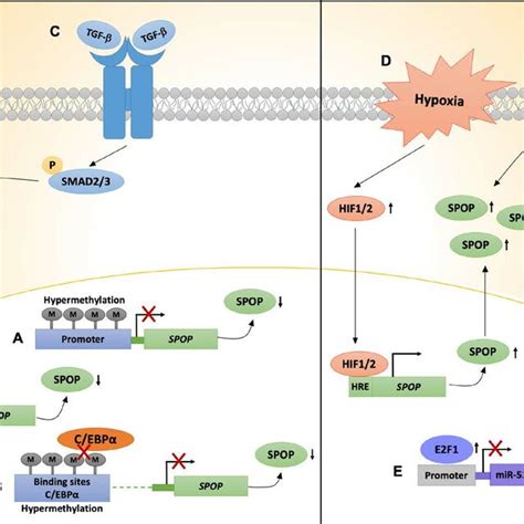 Regulatory Mechanisms Of Spop Expression A Hypermethylation In The