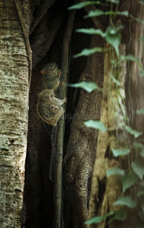 Family of Spectral Tarsiers, Tarsius Spectrum, Portrait of Rare Endemic ...