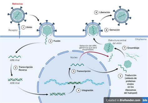 “fósiles” Virales Entre Nuestros Genes Acercaciencia