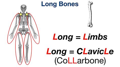 Types Of Bones In The Human Body Skeletal System Labeled Diagram And