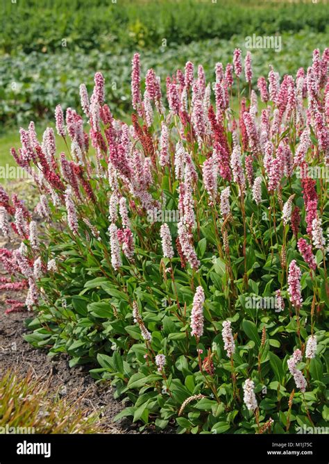 Carpet Knotweed Persicaria Affinis Superba Teppichknöterich