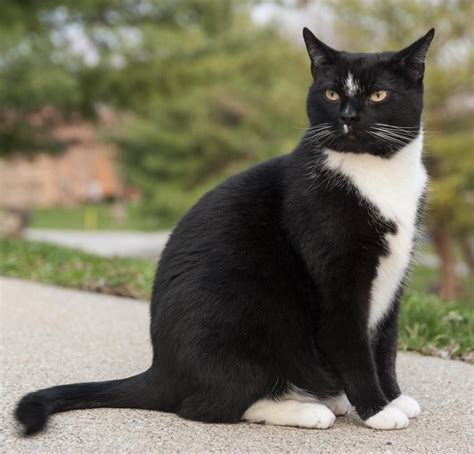 Gato británico bicolor blanco y negro todo sobre él Gato blanco y