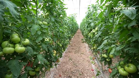 La Voz De Los Agricultores III Cultivar Tomates En Invernaderos De