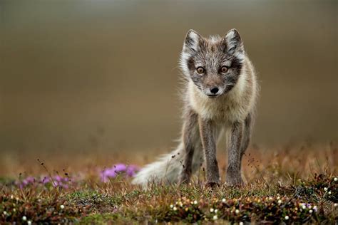 Arctic Fox Standing In Tundra Svalbard Norway Photograph By Danny