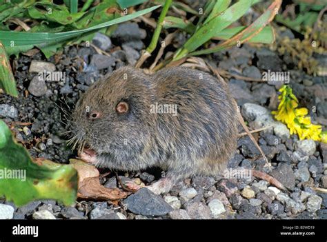 Northern Pocket Gopher Thomomys Talpoides Stock Photo Alamy