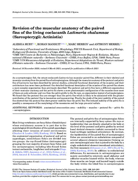 (PDF) Revision of the muscular anatomy of the paired fins of the living coelacanth Latimeria ...