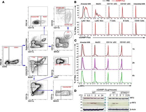 STING Activation In Alveolar Macrophages And Group 2 Innate Lymphoid