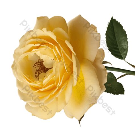 Beautiful Yellow Rose Flower Png Images Png Free Download Pikbest