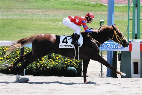 【新潟6r新馬】ライジンマルが8馬身差圧勝 津村「体を持て余しているので、まだまだよくなりそう」：中日スポーツ・東京中日スポーツ