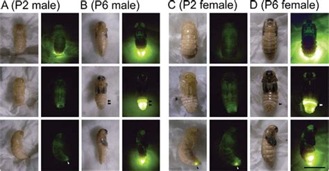 Firefly Pupa