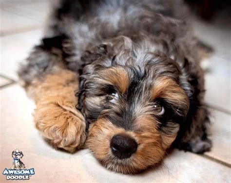 Aussiedoodle size full grown how big do aussiedoodles get toy mini ...