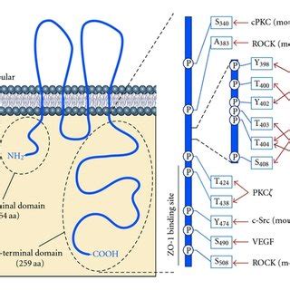 Assembly Of Tight Junction Proteins Jam Junctional Adhesion Molecule