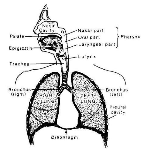 Organs Of Speech