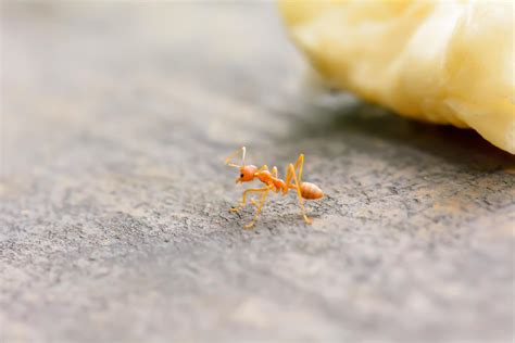 Single Red Ant 7993858 Stock Photo At Vecteezy