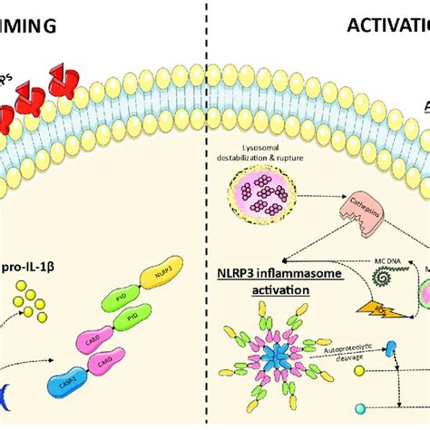 Proposed Mechanism Of Nlrp Inflammasome Priming And Activation In