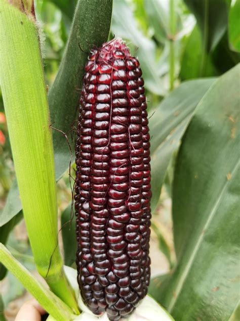 Hybrid F1 Black Corn Seeds Dark Purple Sweet Waxy Maize Seeds For