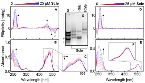 Ijms Free Full Text Rhodamine 6g Ligand Influencing G Quadruplex