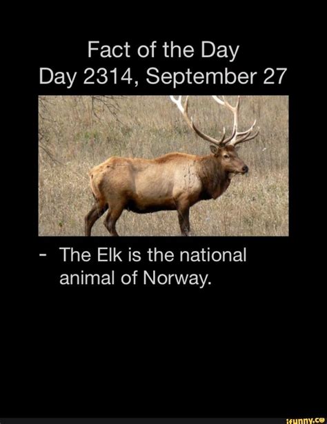 an elk with antlers on it's back and the words fact of the day