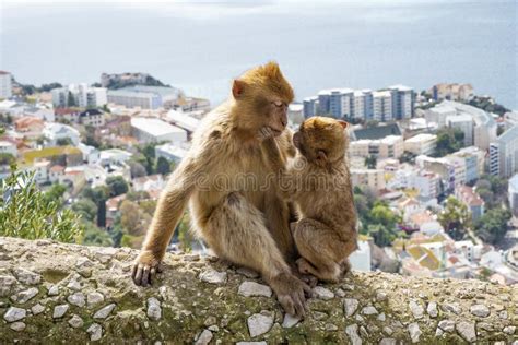 Gibraltar Apes Stock Photo Image Of Conservancy Animal 120496106