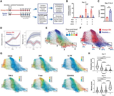 Transient Rest Restores Functionality In Exhausted Car T Cells Through