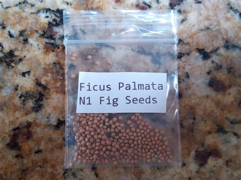 Ficus Palmata N1 Fig Tree - 50 Fig Seeds - Easy to Grow From Seed – figfair