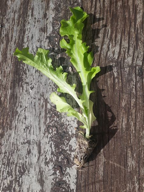 Plántula de lechuga hoja de roble verde y morada unidad FromNativo