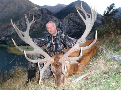 New Zealand Red Stag