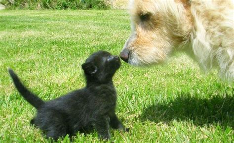 Animal Pictures: Kissing Cat and Dog