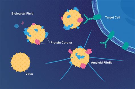 Protein Corona Guides Viral Pathogenesis And Alzheimer Protein Aggregation