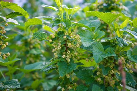 Bush of Black Currant with Flowers in Spring Garden Stock Photo - Image ...